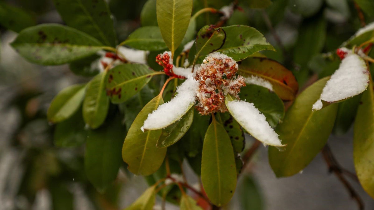 تأثیر شرایط محیطی و الگوی گسترش بیماری آتشک در گیاهان