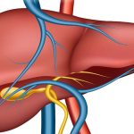 عملکردها و ویژگی‌های کبد