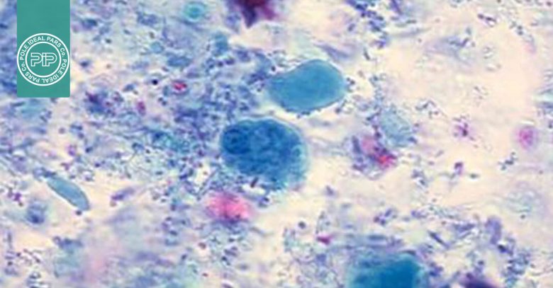 رنگ‌آمیزی تریکروم ویتلی