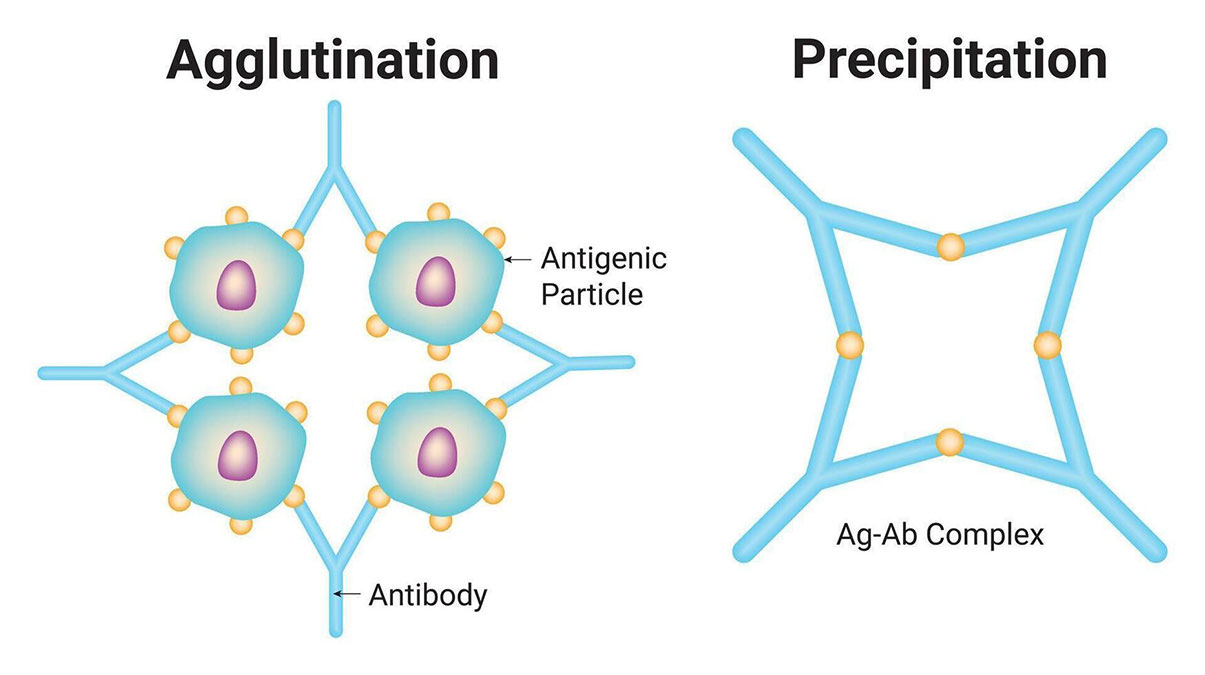 تفاوت آگلوتیناسیون و رسوب‌گذاری