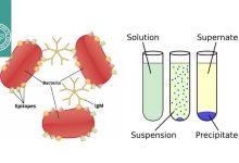 تفاوت آگلوتیناسیون و رسوب‌گذاری
