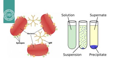 تفاوت آگلوتیناسیون و رسوب‌گذاری