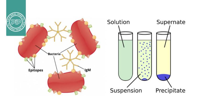 تفاوت آگلوتیناسیون و رسوب‌گذاری
