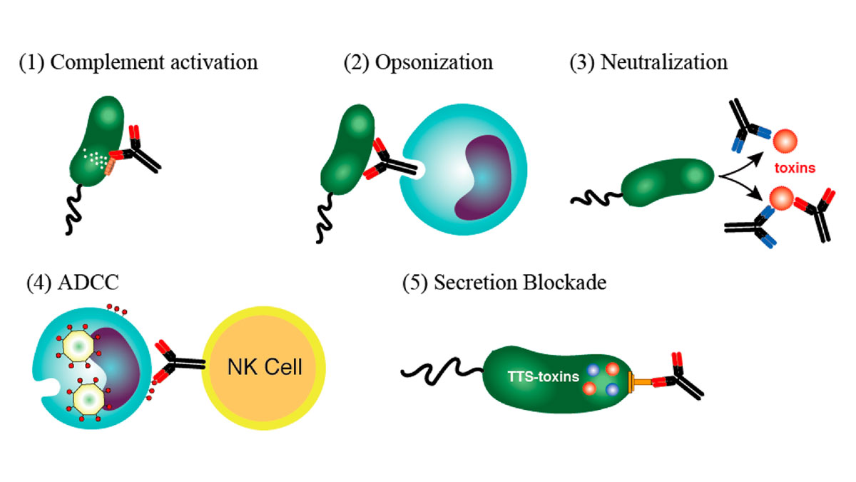 اپسونیزاسیون سیستم کمپلمان