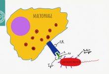 اپسونیزاسیون