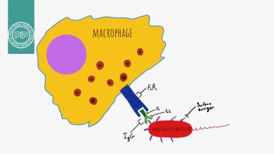 اپسونیزاسیون