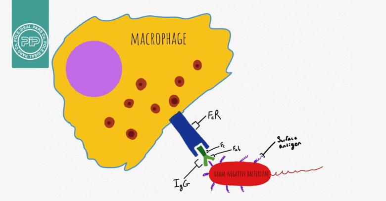 اپسونیزاسیون