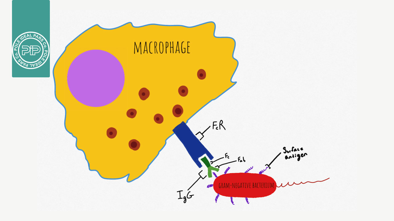 همه با هم در برابر ویروس کرونا
