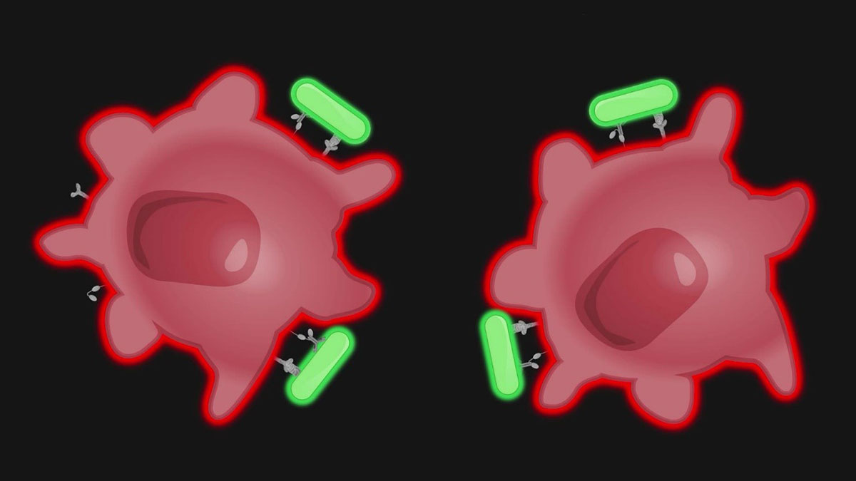 اپسونیزاسیون