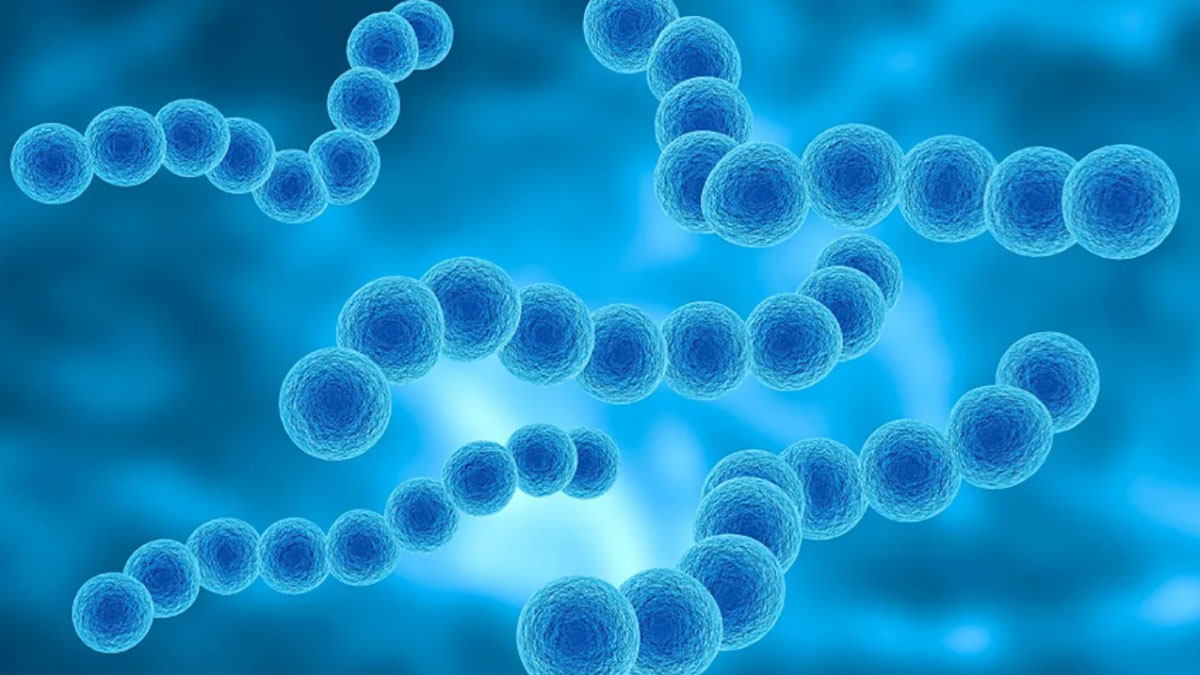 استرپتوکوک‌ها