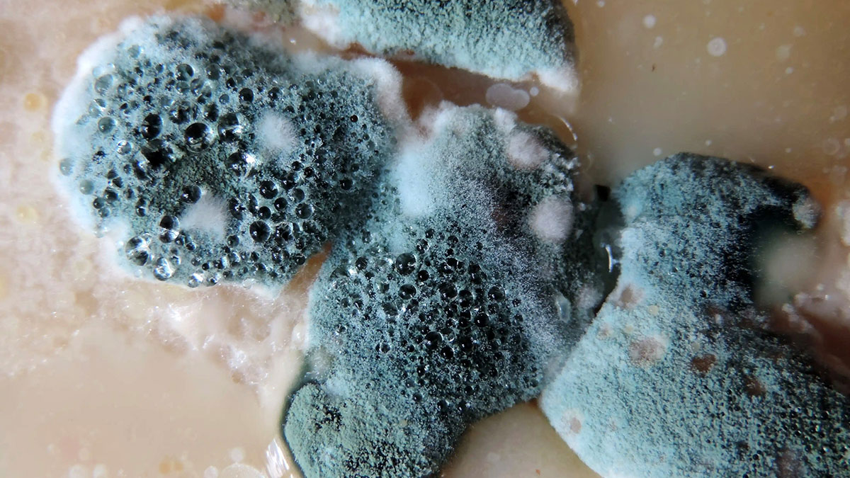 تعریف و شناخت کپک‌ها