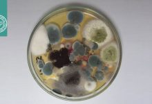 خصوصیات کپک‌ها