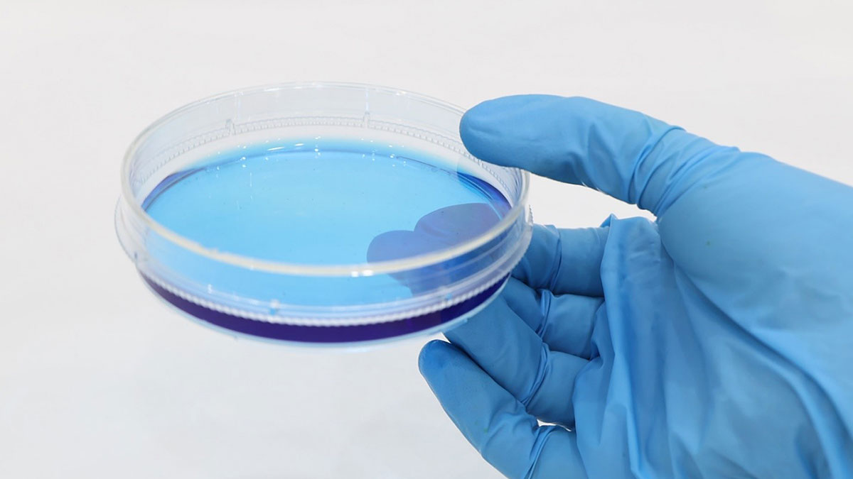 انکوباسیون محیط کشت