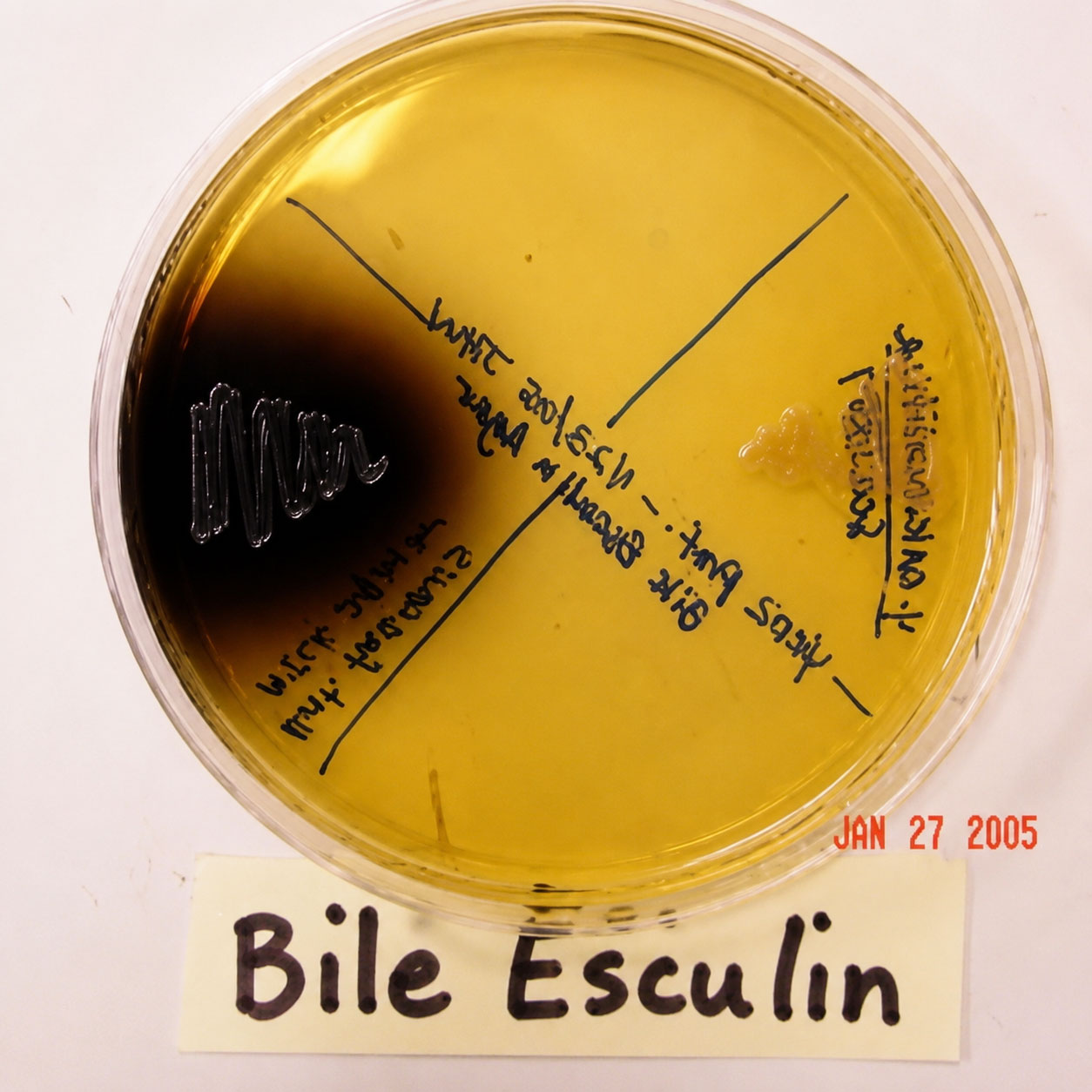 یرسینیا در bile-esculin agar