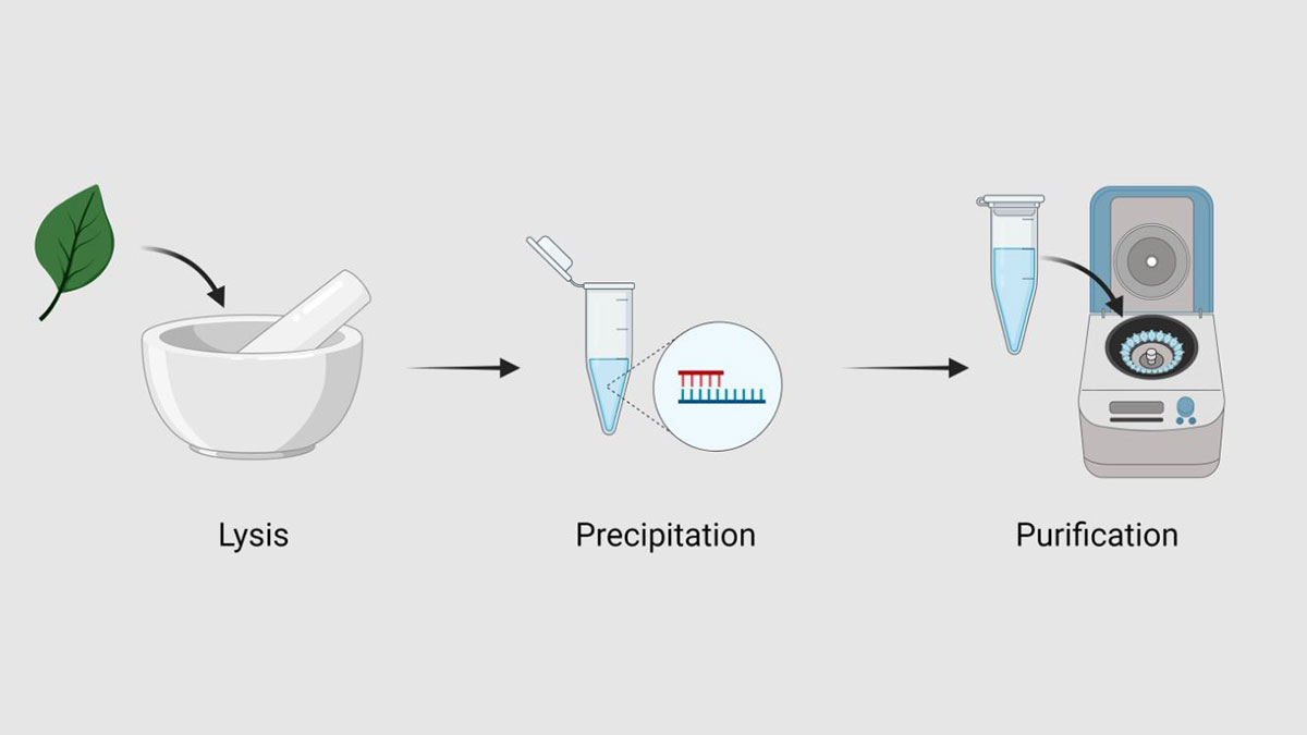 dna-extraction- استخراج DNA به روش فنل-کلروفرم